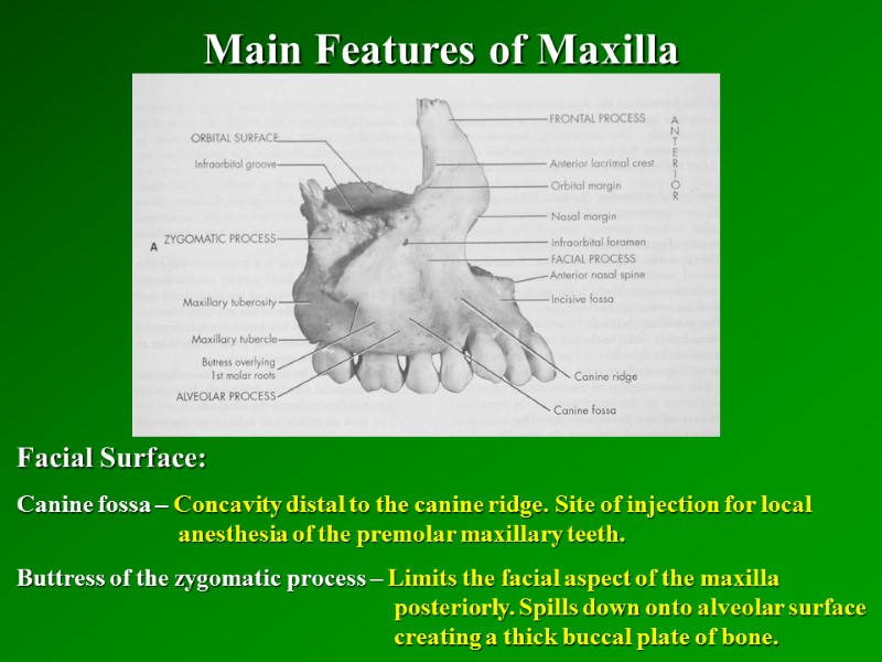 Main Features of Maxilla   Facial Surface: Canine fossa – Concavity distal to